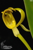 Bulbophyllum macranthoides